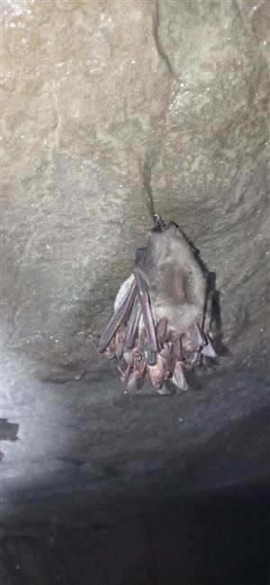 Kláster netopierov veľkých