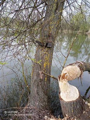Stopy po činnosti bobra