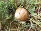 Helix pomatia - jedinec