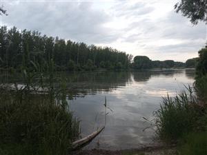 Pohľad na časť TML  Bačianske rameno, hlavné rameno, horná časť nad prehrádzkou línia G, foto: 6.5.2024, J.Lengyel.