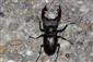 TML Burda, Bajtava, Lucanus cervus, 11.5.2024, J.Lengyel.