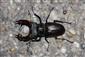 TML Burda, Bajtava, Lucanus cervus, 11.5.2024, J.Lengyel.