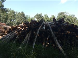 TML Leliansky les, časť lesoskládka Bajtava, výskytová lokalita  Rosalia alpina, foto: 7.6.2024, J.Lengyel.