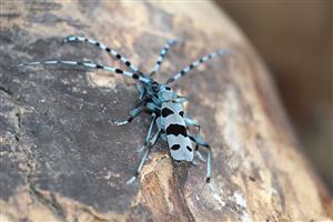 TML Leliansky les, časť lesoskládka Bajtava, páriaci sa pár Rosalia alpina, foto: 7.6.2024, J.Lengyel.