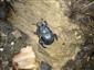 Anoplotrupes stercorosus