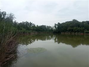 Pohľad na TML Virtské jazero, časť od obce Marcelová, foto: 20.6.2024, J.Lengyel.