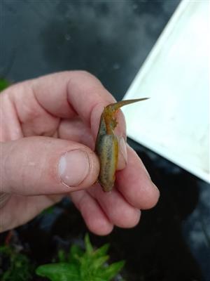 Triturus vulgaris