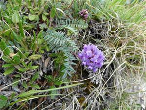 Oxytropis campestris na lokalite