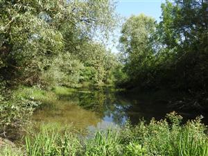 TML Ptrukša - mokraď