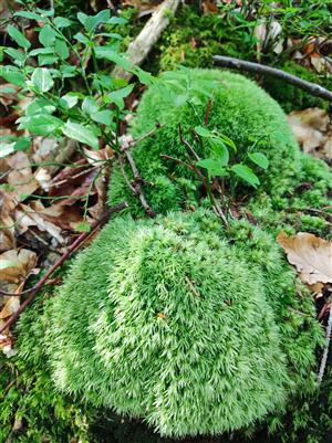 Leucobryum