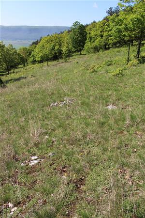 Záber na monitorovaný biotop.