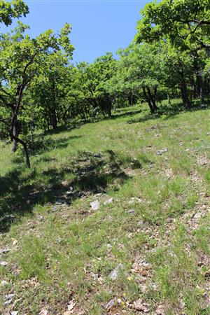 Záber na monitorovaný biotop.