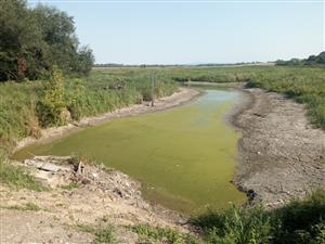 TML Žitavský luh, pohľad na JV meander s dočasne zníženou vodnou hladinou, foto: 18.7.2024, J.Lengyel.