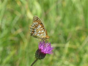 Coenonympha arcania