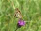 Coenonympha arcania