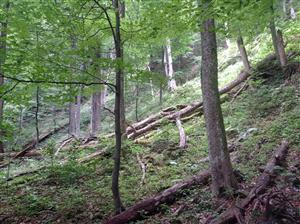 TML_RosaAlp_024_2024
