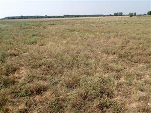 pohľad na biotop - piesková duna