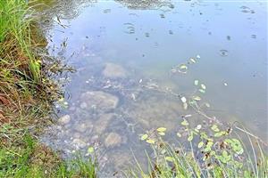 Porast makrofytov pri SV brehu