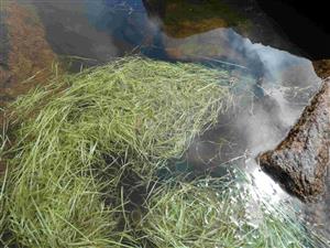 Vytrhané jedince ježohlava úzkolistého na hladine plesa