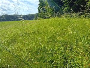 Celkový pohľad na porasty monitorovaného biotopu.