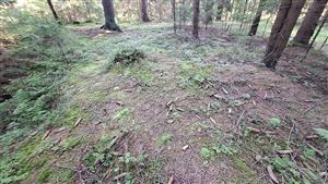 pohľad na lokalitu s Leucobryum glaucum