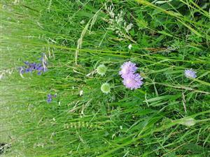 Pohľad na detail porastu na TML_6510_701