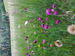 Pohľad na teplomilnú časť TML