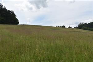 Pohľad na porasty cieľového biotopu.