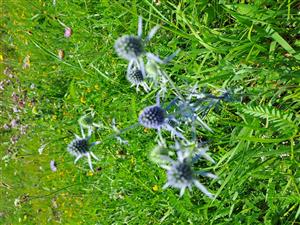 Eryngium plannum