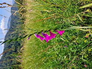 Gladiolus imbricatus na TML