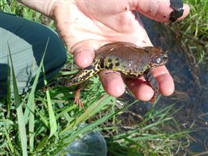 Rana temporaria