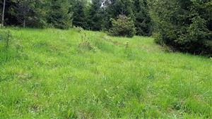 Zarastajúce terasy v strednej časti TML