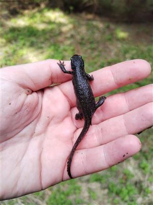 Triturus alpestris