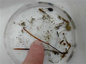 Triturus sp., larvy