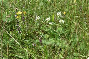 Pohľad na porasty cieľového biotopu s fyziognomicky nápadnými druhmi Prunella laciniata, Teucrium chamaedrys a Hypericum perforatum.