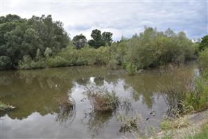 Pohľad na vŕbové kroviny zaplavené v dôsledku vysokej hladiny vody.
