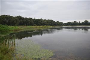 Pohľad na porasty cieľového biotopu (Potamogeton nodosus, Typha latifolia) z východnej časti lokality.
