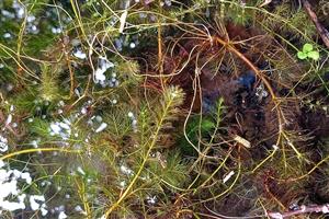 Utricularia australis a Myriophyllum verticillatum na okraji vodnej plochy