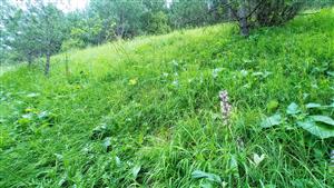 Zarastajúce terasy s Orchis militaris