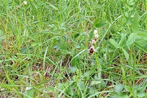 Ophrys holubyana na spodnej hranici lokality