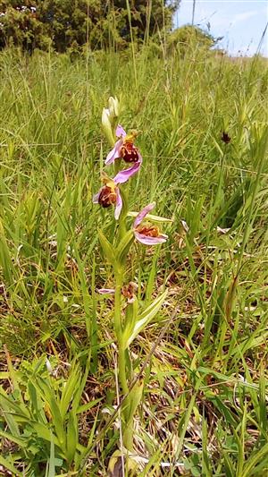 Ophrys apifera na lokalite