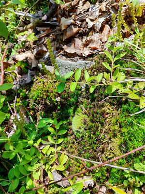 Leucobryum glaucum