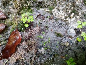 Mannia triandra na TMP