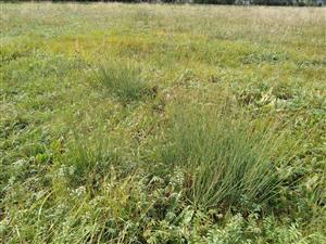 Podmáčaná plocha s Juncus inflexus