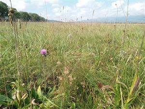 Podmáčaná plocha s Cirsium canum