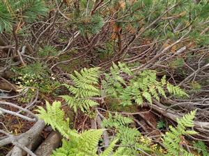 Okraj porastu kosodreviny s Dryopteris carthusiana