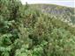 Porast kosodreviny s Rubus idaeus