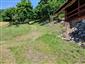 jašterica zelená (29.5.2024)