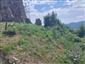 jašterica múrová (7.6.2024)