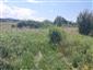 jašterica bystrá (8.6.2024)